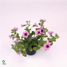 Petunia Pink Vein
