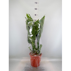 Dieffenbachia  'Memoria Corsii'