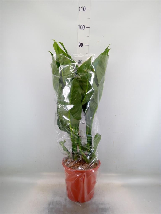 <h4>Dieffenbachia  'Memoria Corsii'</h4>