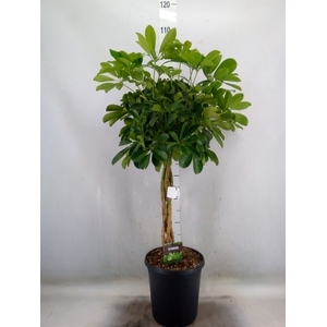 Schefflera arbor. 'Compacta'