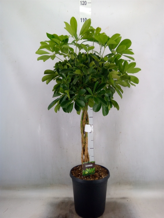 <h4>Schefflera arbor. 'Compacta'</h4>