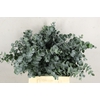EUC CINEREA