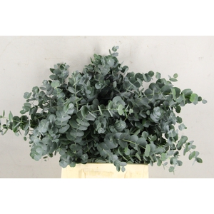 EUC CINEREA SHORT