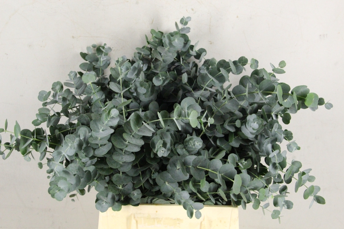 <h4>EUC CINEREA SHORT</h4>