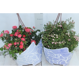 ROSEIRA MINI C21 PENDENTE