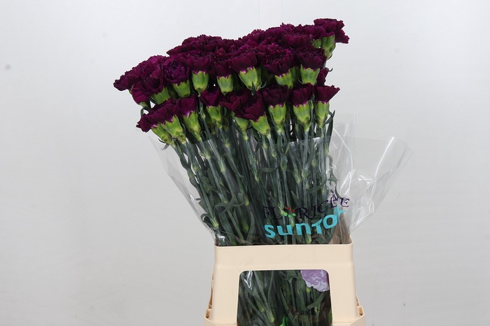 <h4>Dianthus St Florigene Moontea</h4>