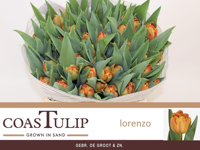 <h4>TU DU LORENZO</h4>