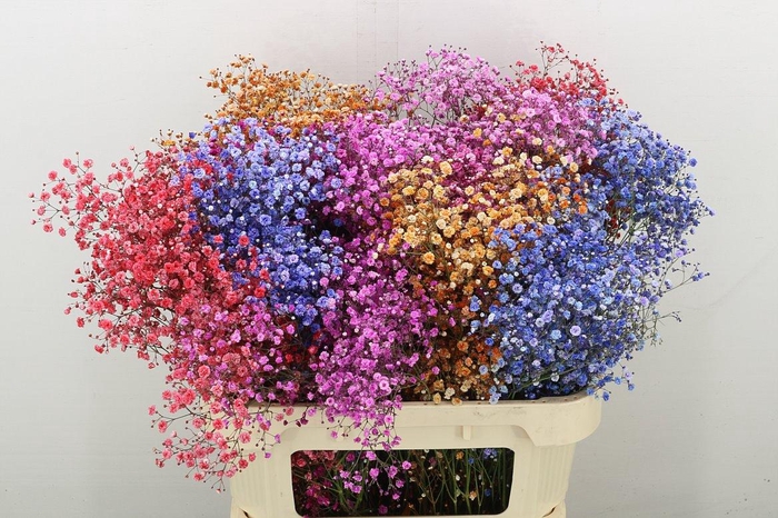 <h4>Gyps Klbh% Gem</h4>