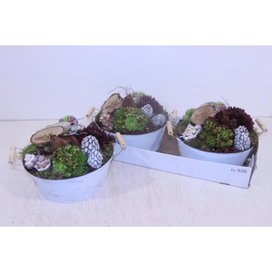 ARR SEMPERVIVUM