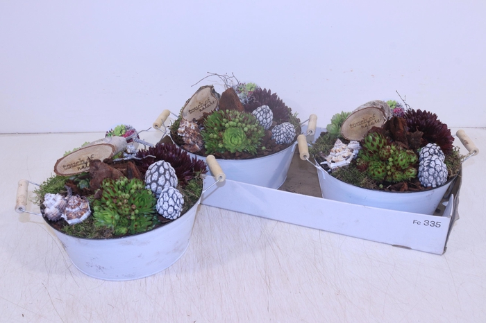 <h4>ARR SEMPERVIVUM</h4>