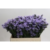 Limonium Donau Birds