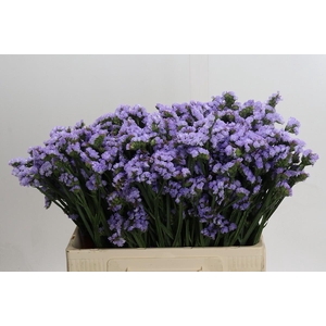 Limonium Donau Birds