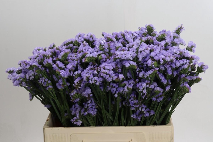 <h4>Limonium sinuatum Donau Birds</h4>