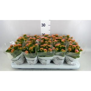 Kalanchoe  'RoseFlow Esme'