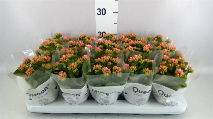 <h4>Kalanchoe  'RoseFlow Esme'</h4>