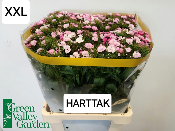 <h4>DI BARB WILL PI MAGI</h4>