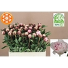 Paeo L Reine Hortens