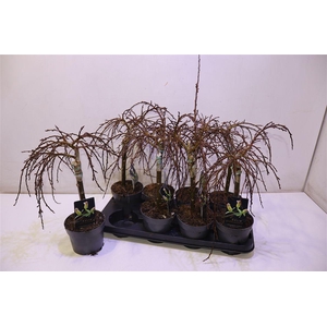 Salix Arbuscula Op Stam