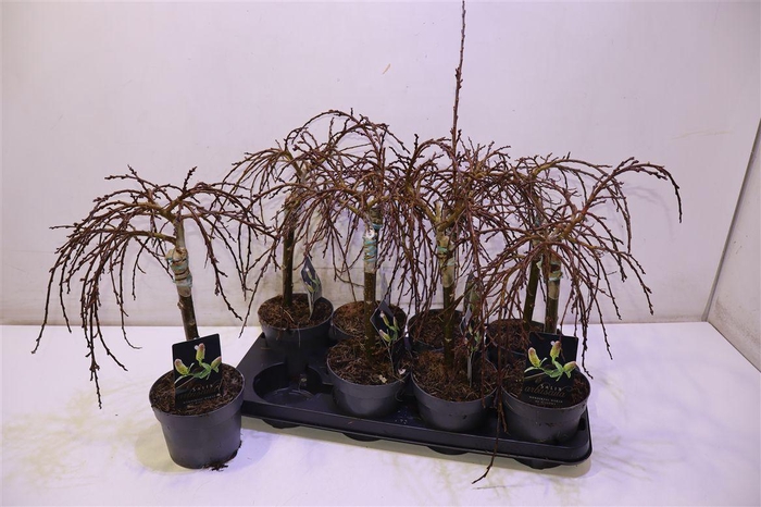 <h4>Salix Arbuscula Op Stam</h4>