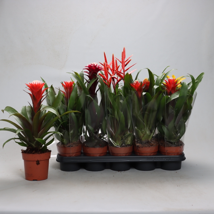 <h4>BROMELIA GEM</h4>