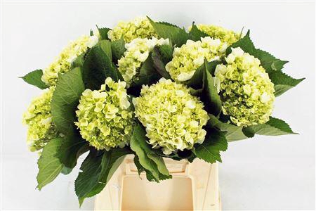 <h4>HYDR M LIMA 45CM</h4>