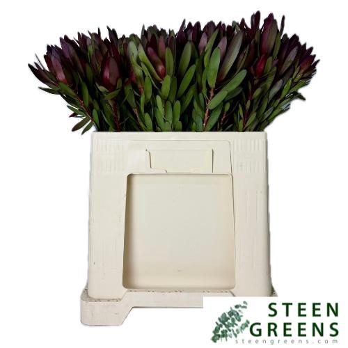 <h4>LEUCAD SAF SUNSET</h4>