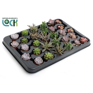 Succulenten Mix