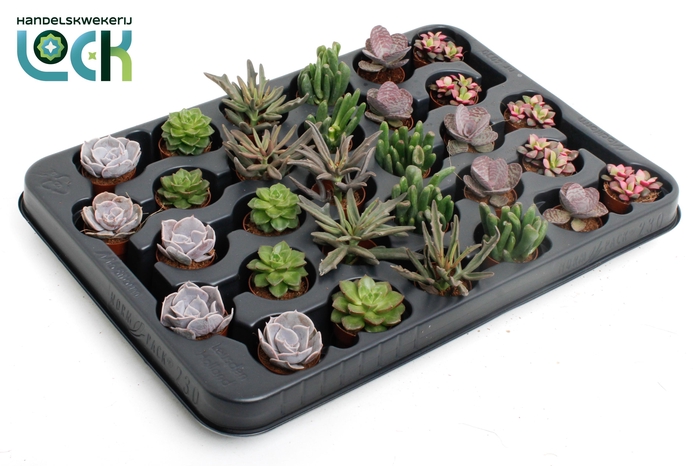 <h4>Succulenten Mix</h4>