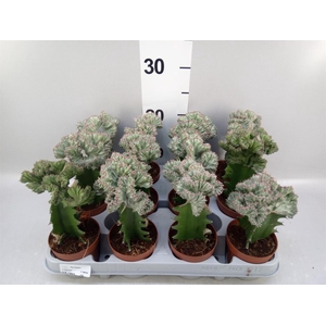 Euphorbia lactea