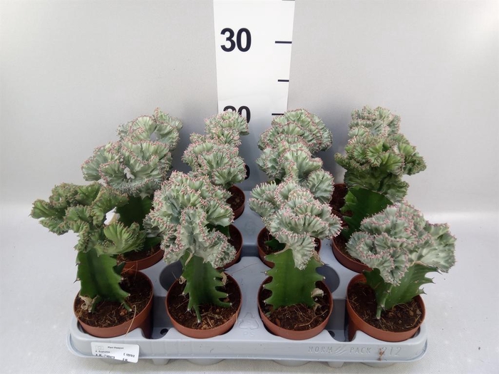<h4>Euphorbia lactea</h4>
