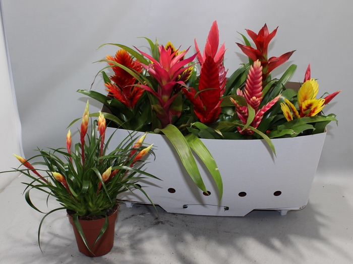 <h4>BROMELIA GEM 10 SRT</h4>