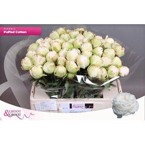 PAEO L PUFFED COTTON