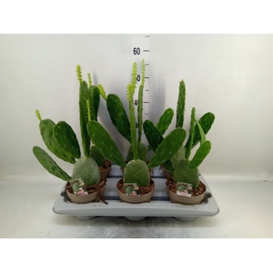 OPUNTIA COCHENILLIFERA