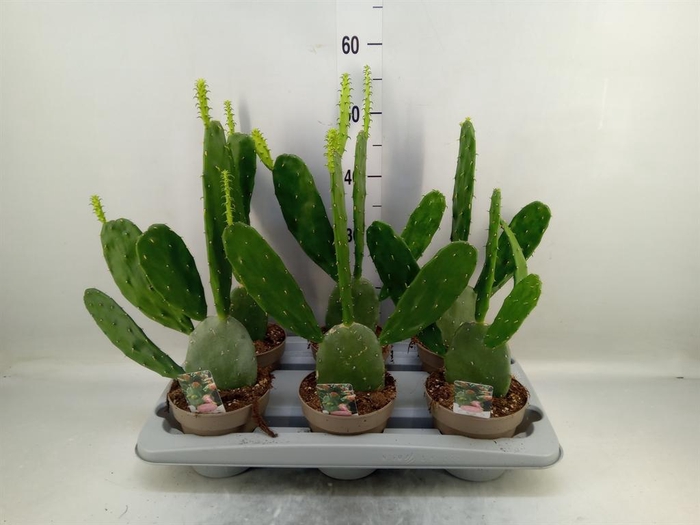 <h4>OPUNTIA COCHENILLIFERA</h4>