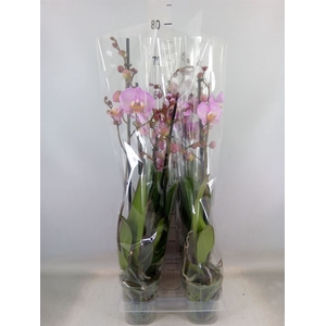 Phalaenopsis  'Formation'
