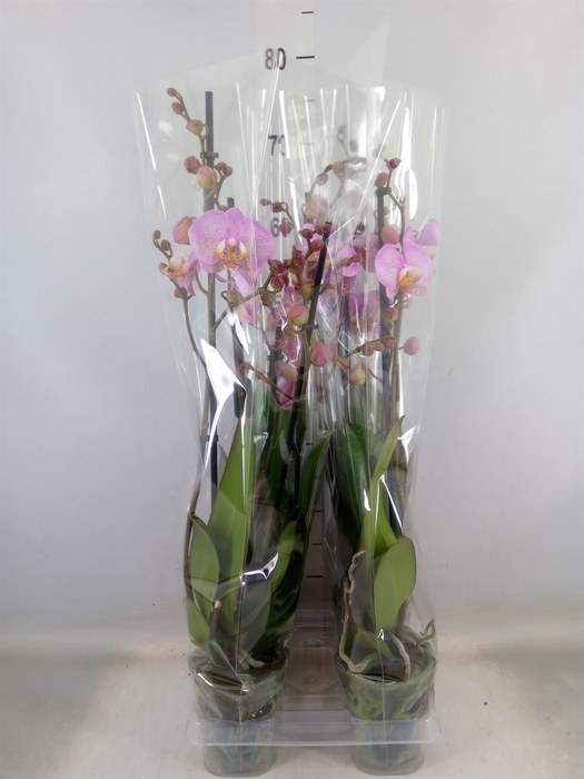 <h4>Phalaenopsis  'Formation'</h4>