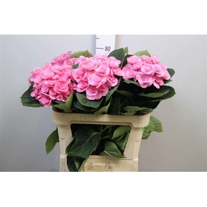 Hydr M Beau Papil Rz