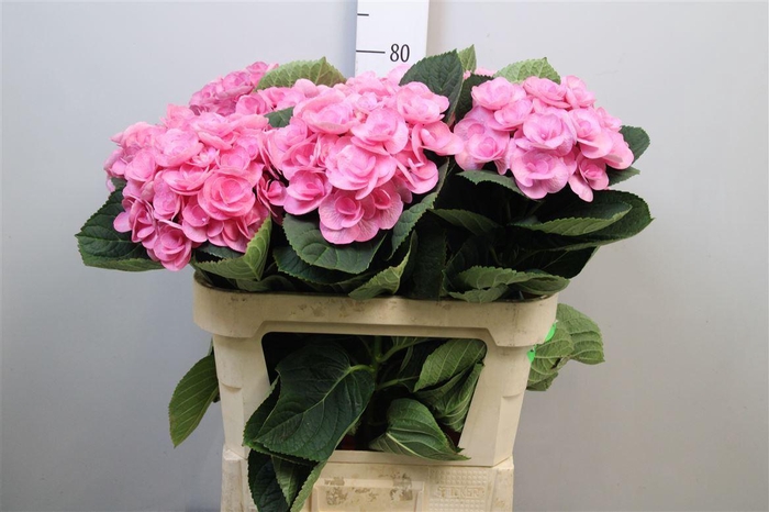 <h4>Hydr M Beau Papil Rz</h4>