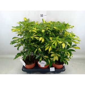 Schefflera arbor. 'Charlotte'