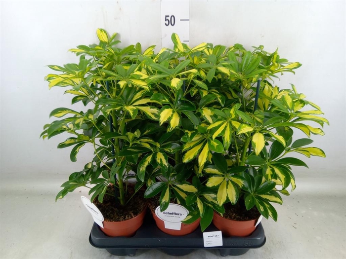 <h4>Schefflera arbor. 'Charlotte'</h4>