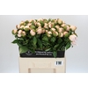 Paeonia Festiva Maxima