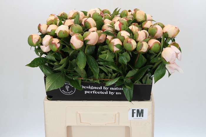 <h4>Paeonia Festiva Maxima</h4>