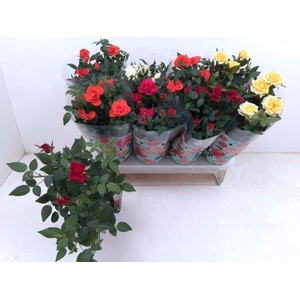 Rosa Favourite Roses gemengd 5 srtn