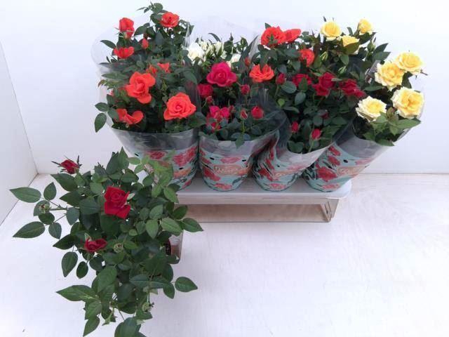 <h4>Rosa Favourite Roses gemengd 5 srtn</h4>