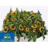 Helianthus Sunrich Orang