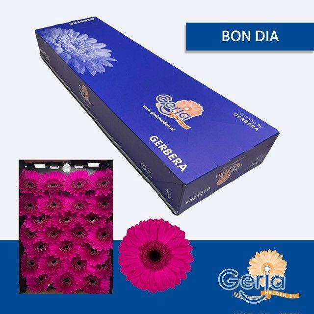 <h4>GE GR BON DIA</h4>