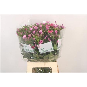 Phlox P Lollipink