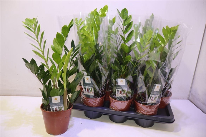 <h4>Zamio Zamiifolia</h4>