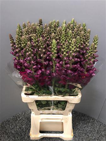 <h4>Antir Poto Red</h4>