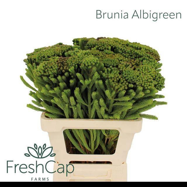 <h4>BRUN ALBIFLORA</h4>